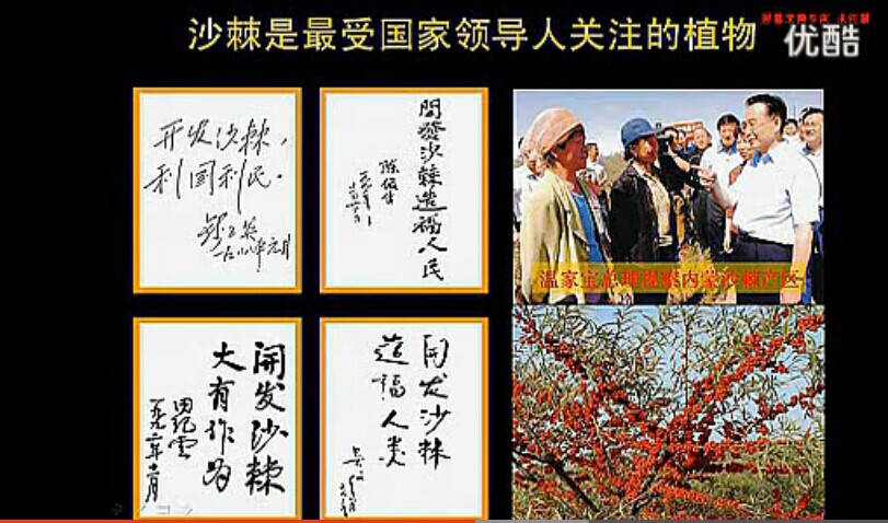 沙棘种植利益